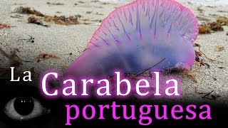 Animales raros La Carabela Portuguesa [upl. by Yoreel]