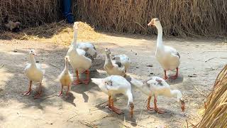 Swan Mom Carries ALL Her Babies Under Her Wing Swan moms carry their babies in the most amazing way [upl. by Aiam]