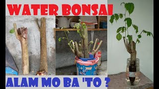 Water Bonsai Making  Narra Tree [upl. by Ityak]