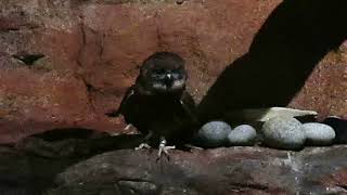 Morepork Ruru Owl  Night Safari Singapore [upl. by Knipe]