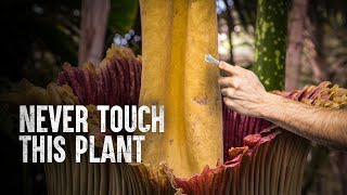 How to Survive the Corpse Flower [upl. by Hahseram]