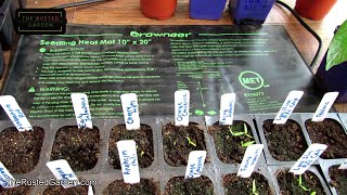 How to Use a Seed Starting Heat Mat Germination for Peppers amp Tomatoes amp Other Warm Season Crops [upl. by Eimme]