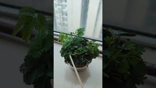 Mimosa pudica Touchmenot plant Vertical [upl. by Afirahs]