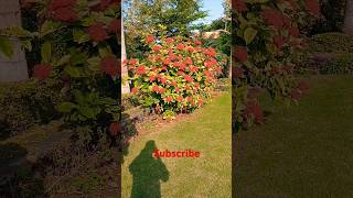 Ixora flower plant shots [upl. by Irme566]