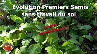 Évolution des premiers semis sans travail du sol [upl. by Atiuqel]