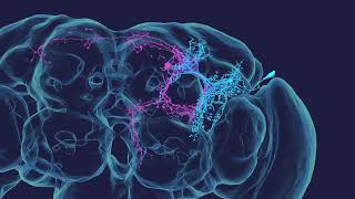 Zoom from neurons to synapses [upl. by Joub]