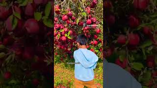 Apple ka plant harvesting Apple satisfaction nature relaxing relaxingmusic [upl. by Schatz334]