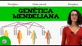 Genética mendeliana 2 🧪 Ejercicio resuelto de EBAU EvAU  PAU [upl. by Nawak]