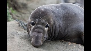 Facts The Northern Elephant Seal [upl. by Sibyls879]