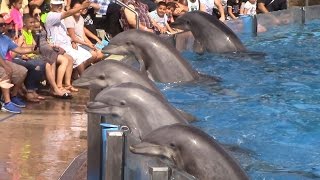 Dolphin Days Full Show at SeaWorld San Diego on 83015 [upl. by Ahsikel]