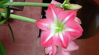 HOW TO CARE AND REBLOOM AN AMARYLLIS [upl. by Aimac962]