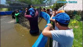 Partial harvest ng vannamei shrimp [upl. by Zuckerman862]