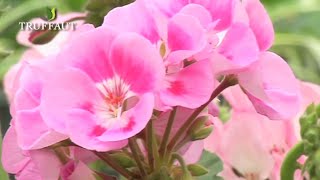 Calendrier du jardinier de juin  terrasse balcon et jardin  Truffaut [upl. by Anon]