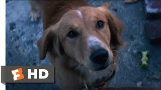 A Dogs Purpose 2017  Bailey Passes On Scene 410  Movieclips [upl. by Dnilasor]