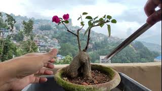 Bougainvillea  Branch Pruning  Root Pruning  Repotting [upl. by Inail]