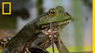 Bullfrogs Eat Everything  National Geographic [upl. by Sikko999]