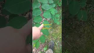 Japanese knotweed invasive plant gardening weeds knotweed diy landscape [upl. by Ahsias]