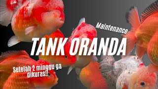 Kuras Tank FULL ORANDA Setelah 2 MINGGU Belum Di Kuras😬 [upl. by Paske]