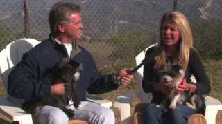 South County Safari  ADOPT ME SCDP Animal Shelter episode 1 [upl. by Eilis]