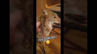 COYOTES R JEALOUS😆🐺 weavethecoyote coyote duckholliday dog cat wildlife nature animals new [upl. by Aniahs]