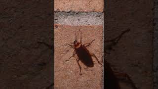 American Cockroach wiggles its antennae and palps [upl. by Ahsenat]