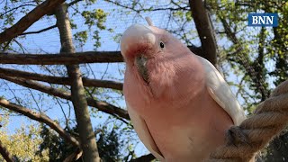 Frühling im Zoo Karlsruhe 2019 [upl. by Ainigriv]