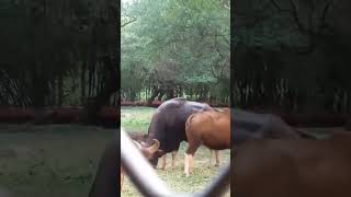 🐃Bahubali ka 😆😆😆 bhansashortsviralvideojungle [upl. by Enilorak]