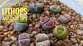 Repotting Lithops and Care Tips [upl. by Eerehc]