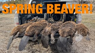 SPRING BEAVER TRAPPING Eradication Jobs S2 E13 [upl. by Finnie804]