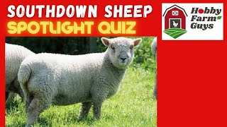 Southdown Sheep Spotlight Quiz [upl. by Onibla]