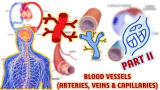 Blood Vessels Arteries Veins and Capillaries  Circulation and Fluids  Biology  Class 11 [upl. by Selin]