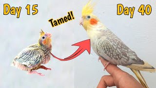 Cockatiel parrot growth stages cockatiel baby timelapse [upl. by Niawat206]