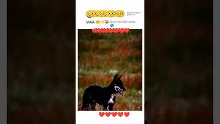 মায়ের কোল সবথেকে সুরখিত স্থান।মা pablic lovebirds pret funny facbook animalcat kanga8bit [upl. by Annavaig]