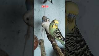 Beautiful Budgie Enjoying 😊 shorts ytshorts youtubeshorts [upl. by Arria]