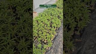 Adenium plant nursery kolkata wholesale market [upl. by Okimuk943]