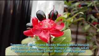 Tanaman Wahyu Tumurun Ochna serrulata atau disebut juga tanaman Mickey Mouse [upl. by Crompton718]