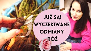 RÓŻE Z GOŁYM KORZENIEM  CO TERAZ JAKIE ODMIANY ZAMÓWIŁAM [upl. by Inaliel768]