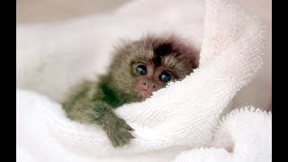 Cute Monkeys Part 70  Baby Finger Marmoset Monkey Playing [upl. by Reyna345]