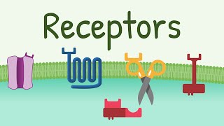 Receptors Types amp Functions [upl. by Leirad699]