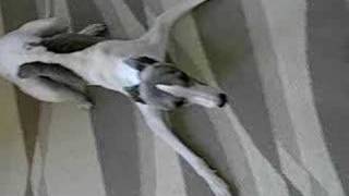 Crazy whippet [upl. by Colpin]