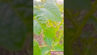 potato plant farmya ShafikulGarden shorts plants [upl. by Notsruht]