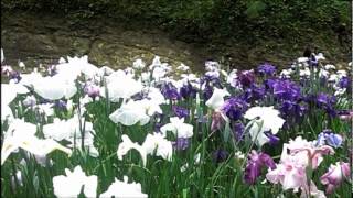 Japanese Iris Field at Meigetsuin Temple Kamakura 花菖蒲田 鎌倉 明月院 [upl. by Bluhm]