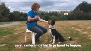 Hoe leer ik mijn hond quotFREEZEquot aan [upl. by Ilrahc759]