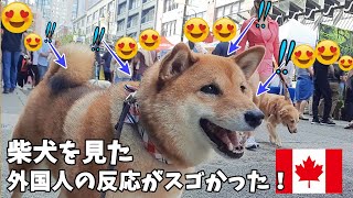 【海外愛され柴犬】海外で大人気 柴犬を連れて歩くとカナダ人の反応がおもしろすぎ♪【海外の反応】4 [upl. by Ednihek272]