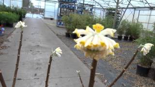 Edgeworthia chrysantha Grandiflora [upl. by Shepley]