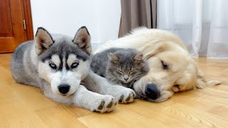 How a Fluffy Kitten and Adorable Dogs Prepare for Sweet Sleep [upl. by Woodhead]