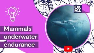 Adaption of diving mammals  Mammals underwater endurance [upl. by Stoughton]