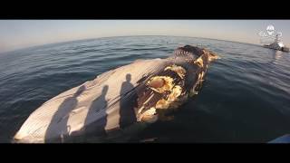 Sea Shepherd Investigates Whale Corpse in Sea of Cortez [upl. by Mcnamee]