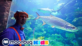 Blippi Visits an Aquarium  Sing With Blippi  Blippi  Kids Songs  Moonbug Kids [upl. by Rigdon53]