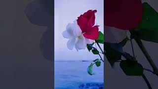 music song love advance remix foryou flowers natute [upl. by Laehcimaj]